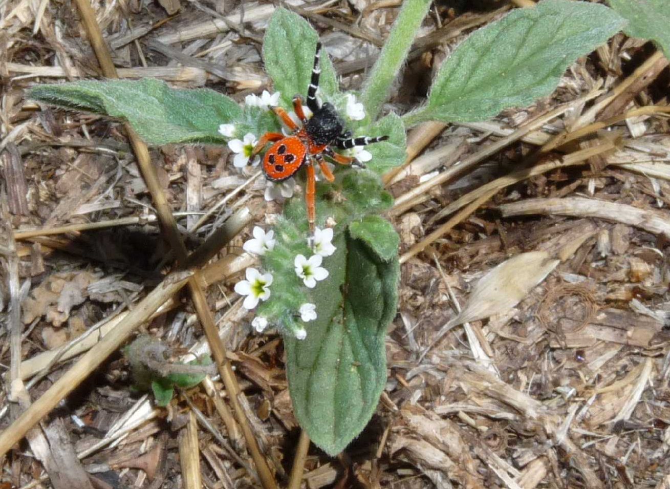 Eresus su un fiore